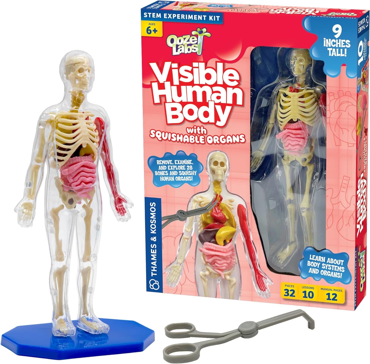 Visible Human Body
